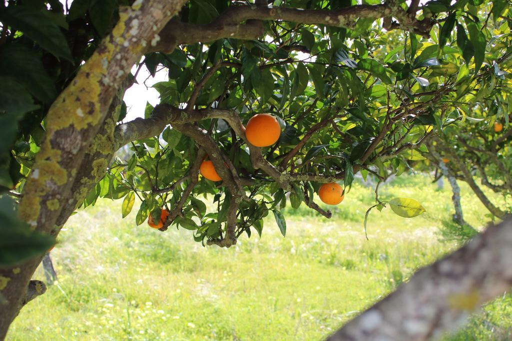 Quinta Da Alfarrobeira - Vale Parra - Guia