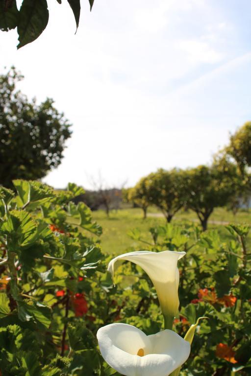 Quinta Da Alfarrobeira - Vale Parra - Guia Country house *
